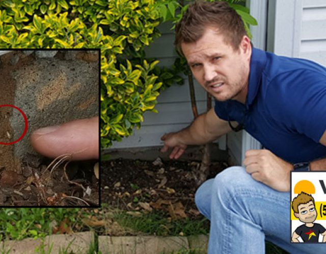 Photo of Tracey Miller Realtor Spotting Termites