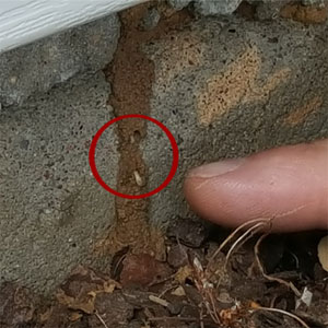 Picture of active termites | 63701 termite inspection