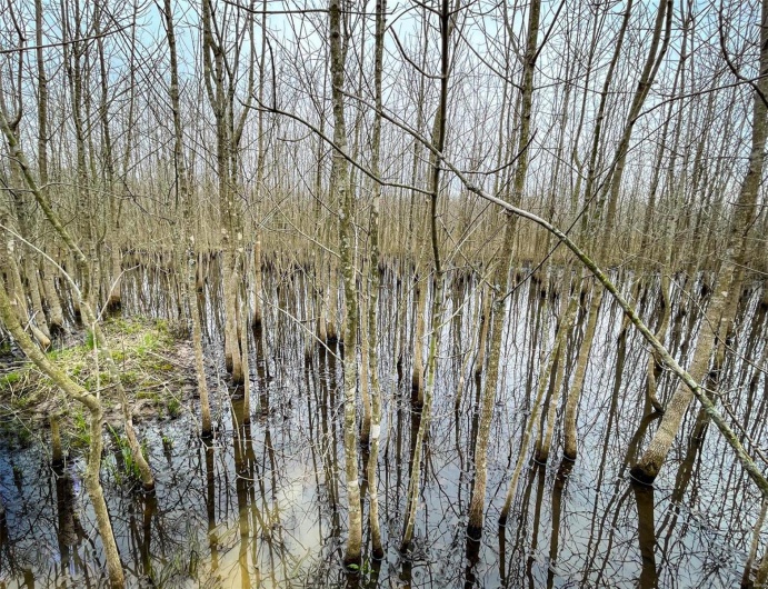 0 Highway 53- Wetland acreage, Campbell, Missouri 63933, ,Farm,For Sale,Highway 53- Wetland acreage,MAR23026050
