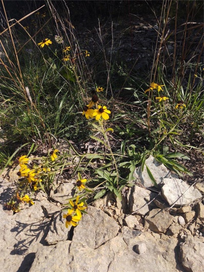 0 Rue Celeste, Bonne Terre, Missouri 63628, ,Land,For Sale,Rue Celeste,MAR23042099