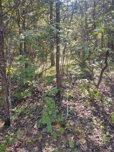 0 Rue Celeste, Bonne Terre, Missouri 63628, ,Land,For Sale,Rue Celeste,MAR23042099