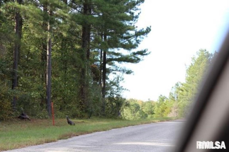Lot 405 Parrish Ridge Road, Goreville, Illinois 62939, 0 , 0 ,0,Land,For Sale,Parrish Ridge,0,RMAEB452581