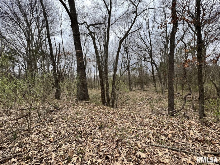 000 US ROUTE 51 Highway, DeSoto, Illinois 62924, 0 , 0 ,0,Land,For Sale,US ROUTE 51,0,RMAEB443553