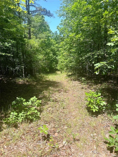 Trail view 2