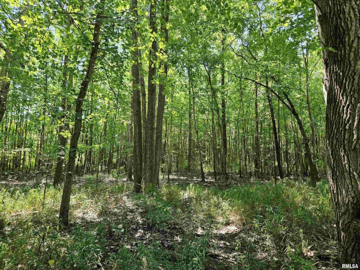 000 State Route 51 Route, Pulaski, Illinois 62976, 0 , 0 ,0,Land,For Sale,State Route 51,0,RMAEB454006