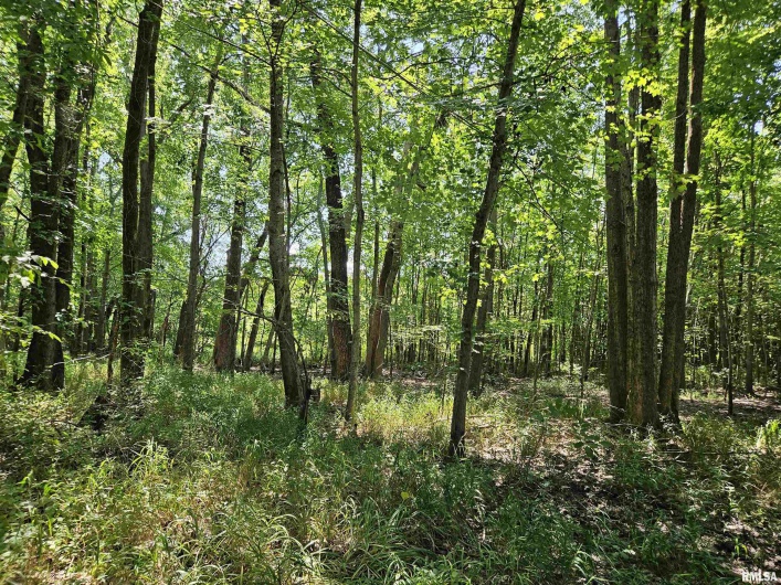 000 State Route 51 Route, Pulaski, Illinois 62976, 0 , 0 ,0,Land,For Sale,State Route 51,0,RMAEB454006