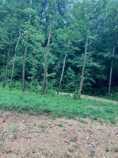 72 Madison CR 410, Fredericktown, Missouri 63645, ,Farm,For Sale,Madison CR 410,MAR24040802