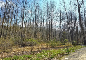 20286 Sherwood Forest Drive, Essex, Missouri 63846, ,Farm,For Sale,Sherwood Forest,MAR24046294