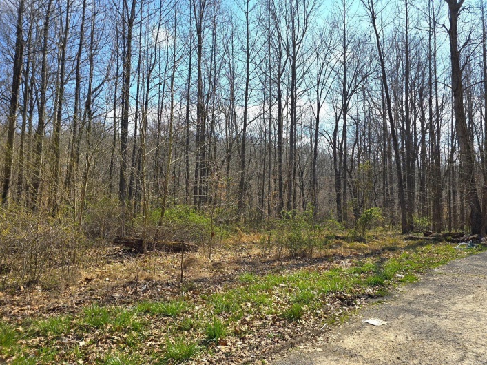 Sherwood Forest