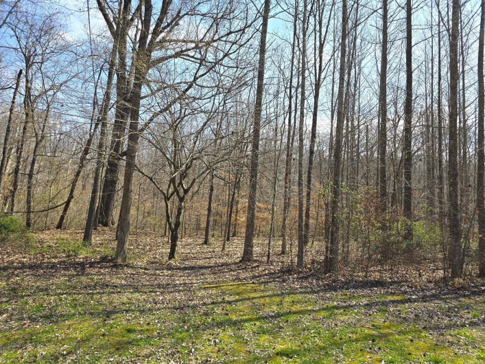 Sherwood Forest