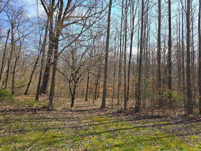 Sherwood Forest
