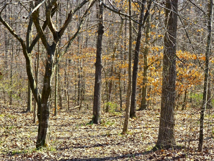 Sherwood Forest
