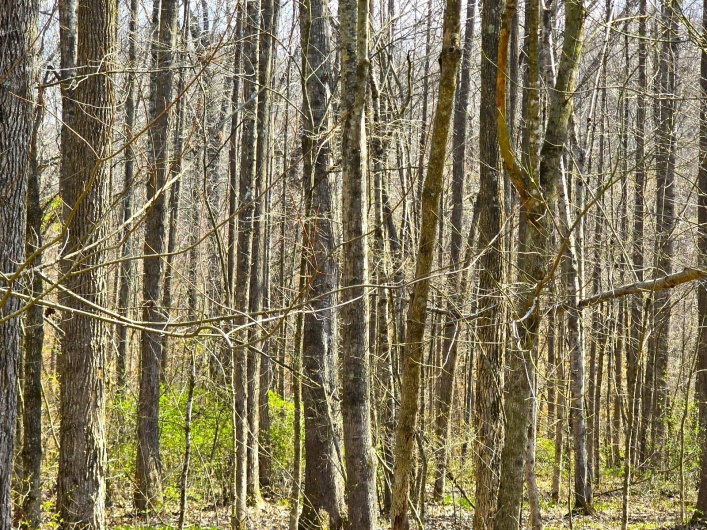 Sherwood Forest
