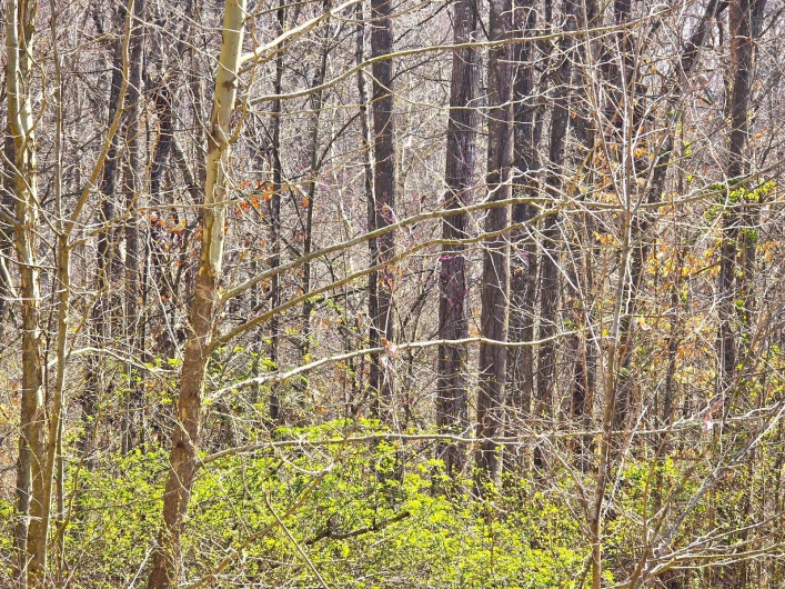 Sherwood Forest