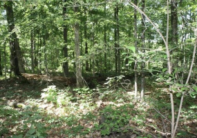 9 Mattingly, Wappapello, Missouri 63966, ,Farm,For Sale,Mattingly,MAR24050284