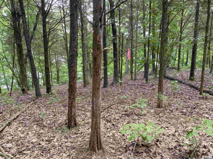 Parrish Ridge Lane, Goreville, Illinois 62939, 0 , 0 ,0,Land,For Sale,Parrish Ridge,0,RMAQC4255439
