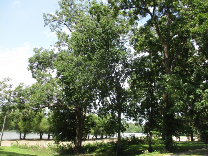 pecan trees