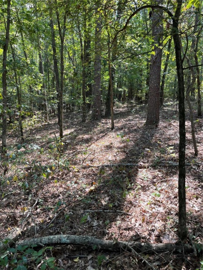 0 Highway E, Lowndes, Missouri 63951, ,Land,For Sale,Highway E,MAR24056194