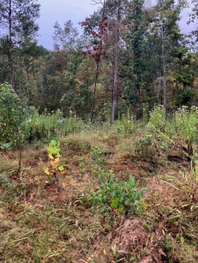 32 Madison CR 410, Fredericktown, Missouri 63645, ,Farm,For Sale,Madison CR 410,MAR24059002