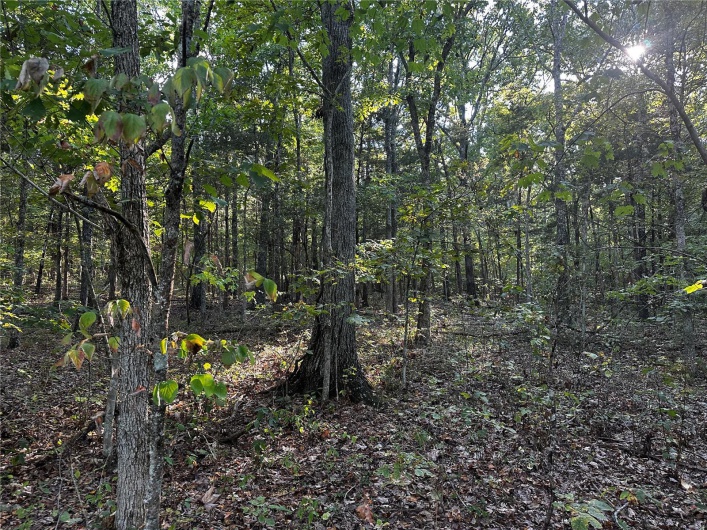0 Fox Lane, Bonne Terre, Missouri 63628, ,Land,For Sale,Fox,MAR24056695