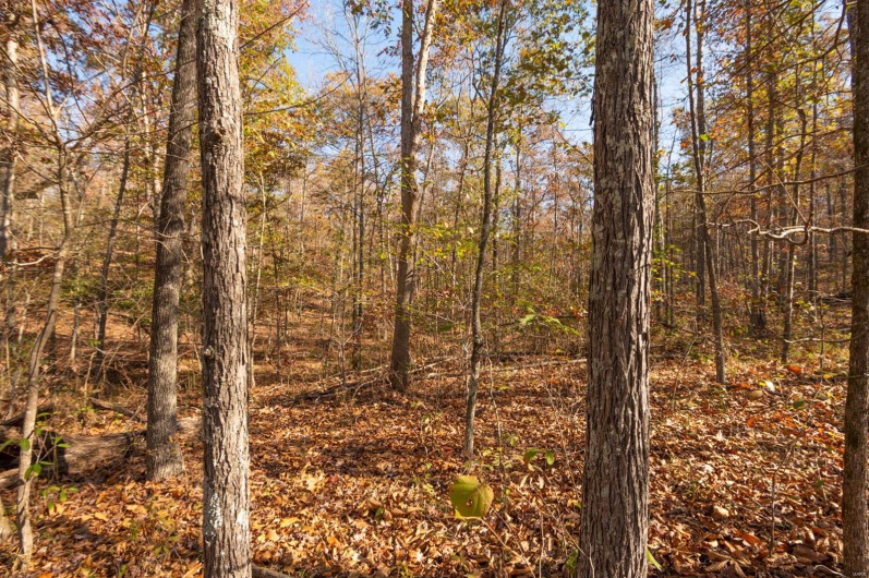 0 County Road 534, Poplar Bluff, Missouri 63901, ,Farm,For Sale,County Road 534,MAR23066121
