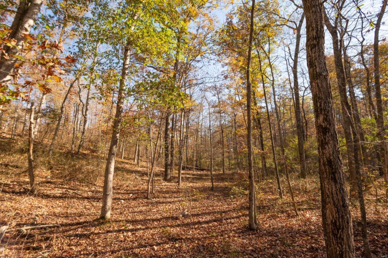 0 County Road 534, Poplar Bluff, Missouri 63901, ,Farm,For Sale,County Road 534,MAR23066121