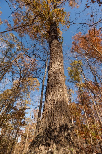 0 County Road 534, Poplar Bluff, Missouri 63901, ,Farm,For Sale,County Road 534,MAR23066121