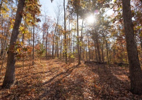 0 County Road 534, Poplar Bluff, Missouri 63901, ,Farm,For Sale,County Road 534,MAR23066121