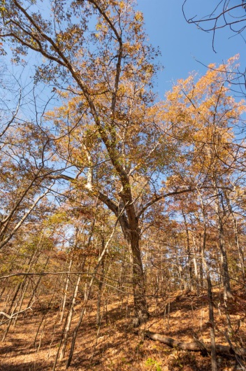 0 County Road 534, Poplar Bluff, Missouri 63901, ,Farm,For Sale,County Road 534,MAR23066121