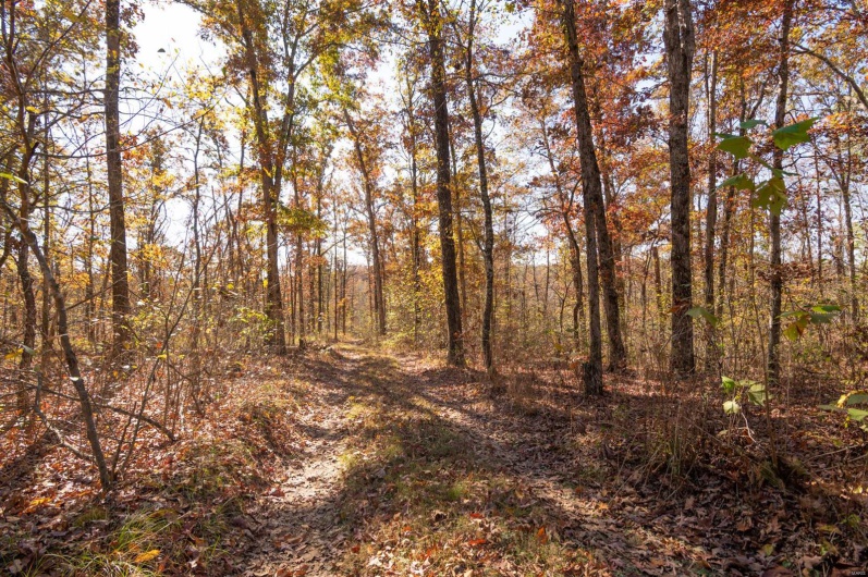 0 County Road 534, Poplar Bluff, Missouri 63901, ,Farm,For Sale,County Road 534,MAR23066121