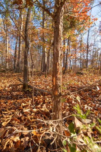 0 County Road 534, Poplar Bluff, Missouri 63901, ,Farm,For Sale,County Road 534,MAR23066121