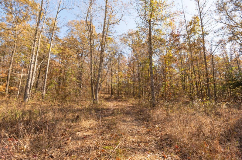 0 County Road 534, Poplar Bluff, Missouri 63901, ,Farm,For Sale,County Road 534,MAR23066121