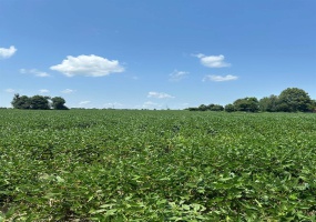 0 Highway 62, Campbell, Missouri 63933, ,Farm,For Sale,Highway 62,MAR24045230