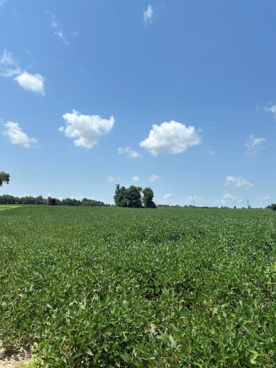 0 Highway 62, Campbell, Missouri 63933, ,Farm,For Sale,Highway 62,MAR24045230