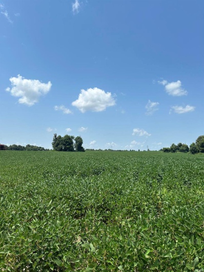 0 Highway 62, Campbell, Missouri 63933, ,Farm,For Sale,Highway 62,MAR24045230