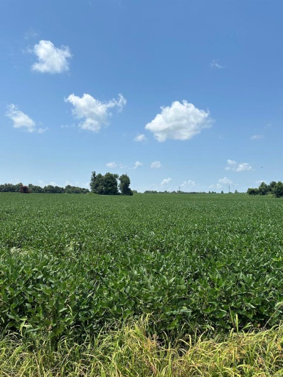 0 Highway 62, Campbell, Missouri 63933, ,Farm,For Sale,Highway 62,MAR24045230