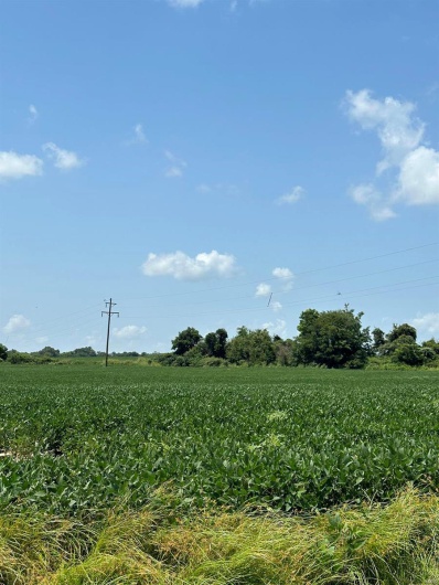 0 Highway 62, Campbell, Missouri 63933, ,Farm,For Sale,Highway 62,MAR24045230