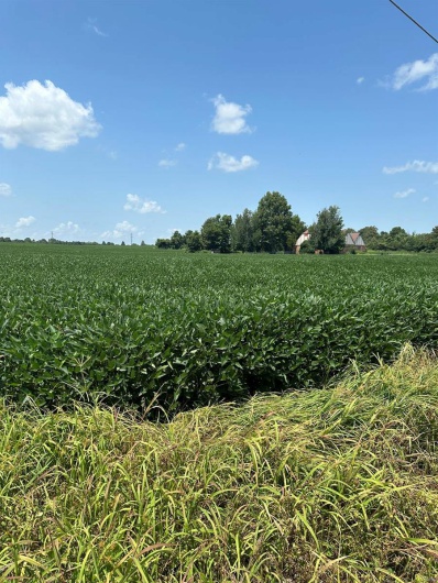 0 Highway 62, Campbell, Missouri 63933, ,Farm,For Sale,Highway 62,MAR24045230