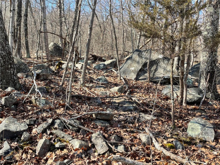 View of local wilderness