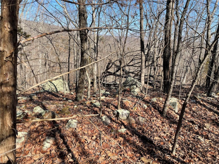 View of local wilderness