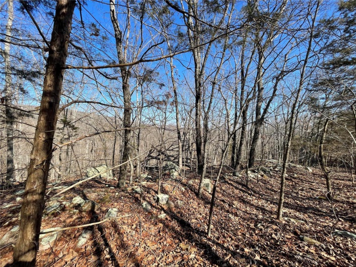 View of local wilderness