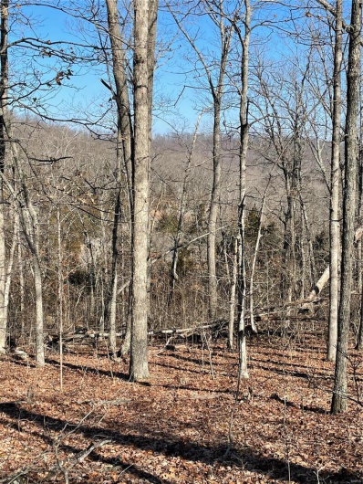 View of local wilderness