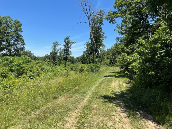 View of local wilderness