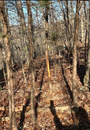 View of local wilderness