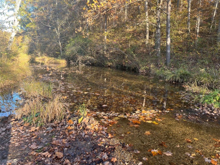 View of local wilderness