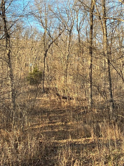 View of local wilderness