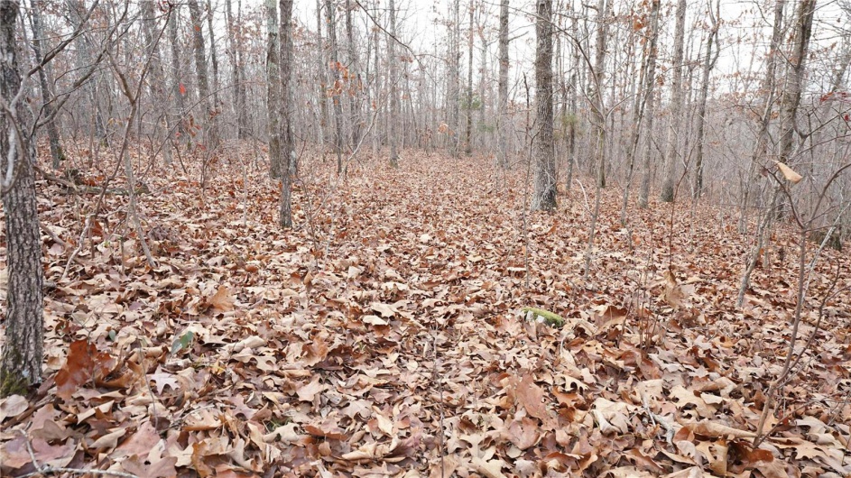 1 Hoeltzle Rd, Wappapello, Missouri 63966, ,Farm,For Sale,Hoeltzle Rd,MAR24075560