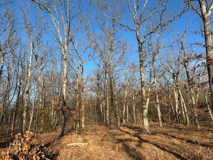 View of local wilderness