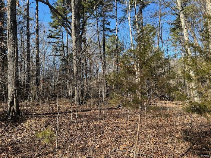 View of local wilderness