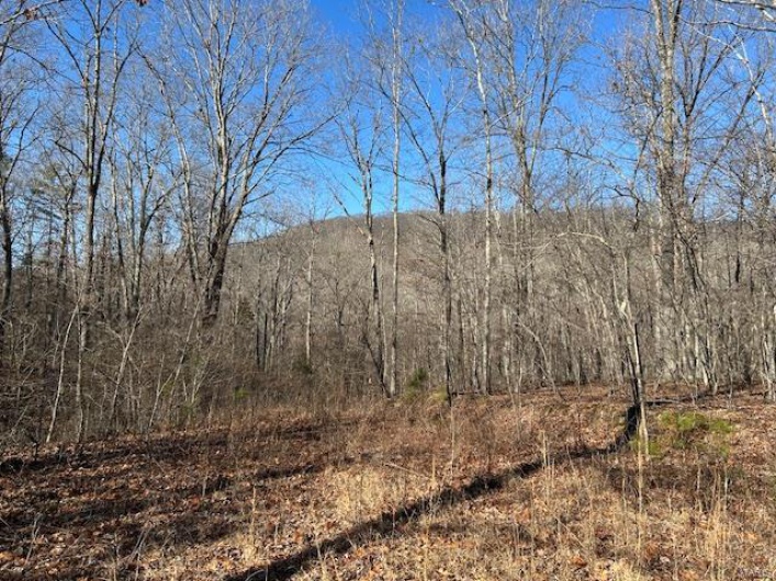 View of local wilderness